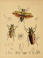 Sivun Trictenotoma childreni Gray ex Griffith 1832 kuva