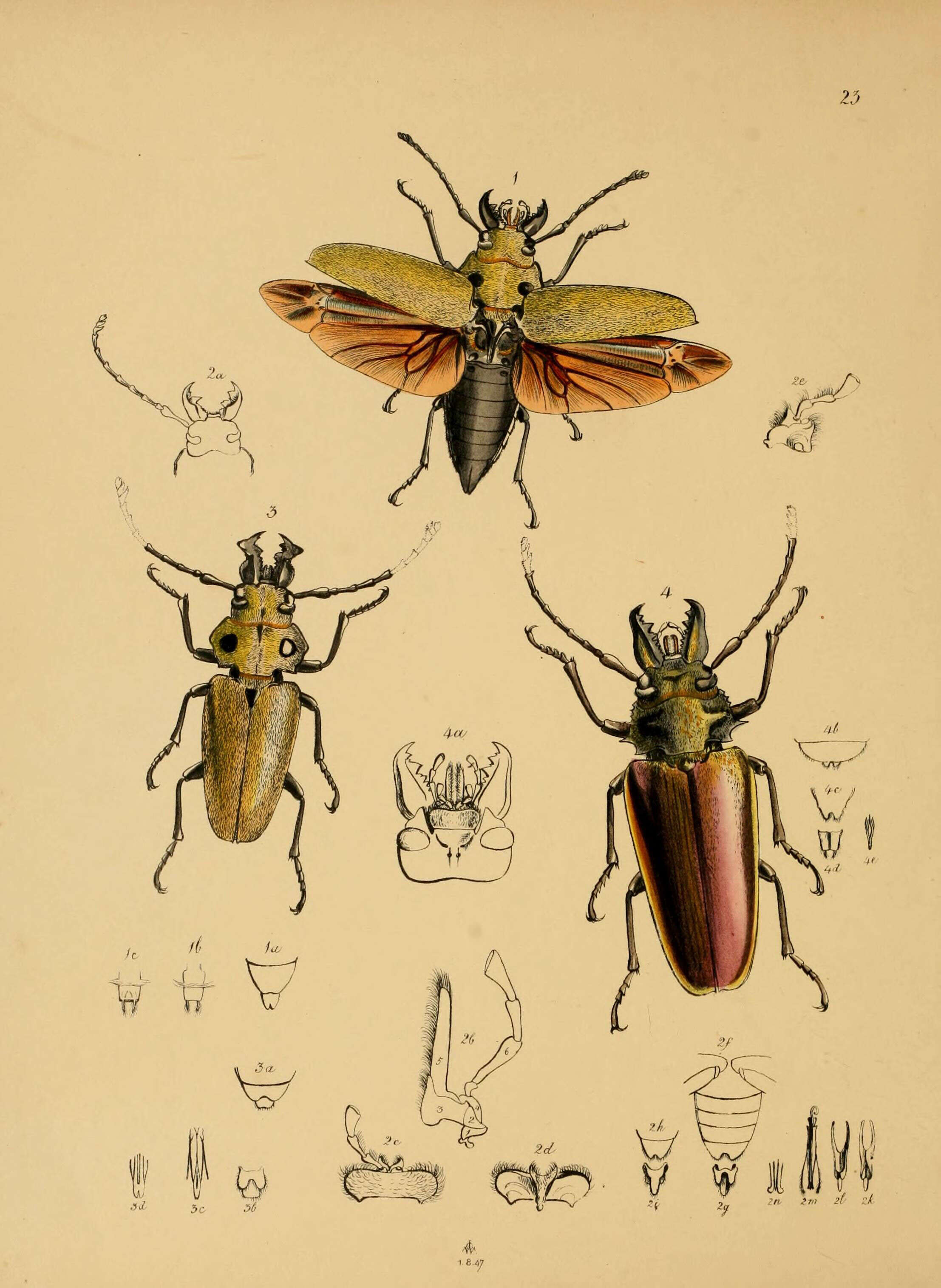 Sivun Trictenotoma childreni Gray ex Griffith 1832 kuva
