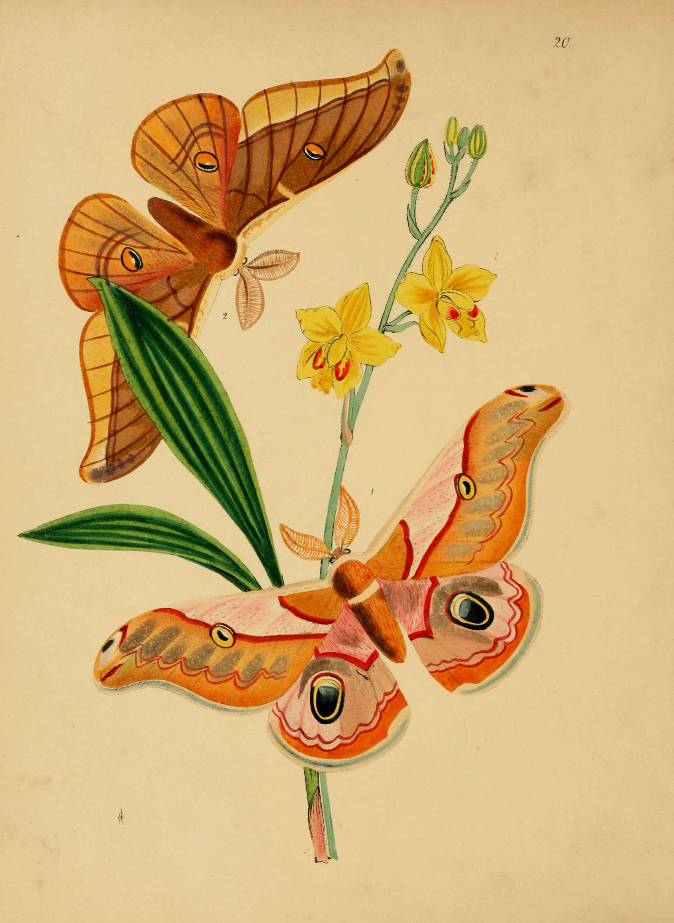 Image de Saturnia simla (Westwood 1847)