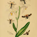 Image de Diopsis indica Westwood 1837