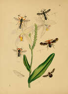Sivun Diopsis indica Westwood 1837 kuva