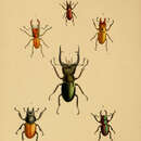 Image of Lucanus mearesii Hope 1842