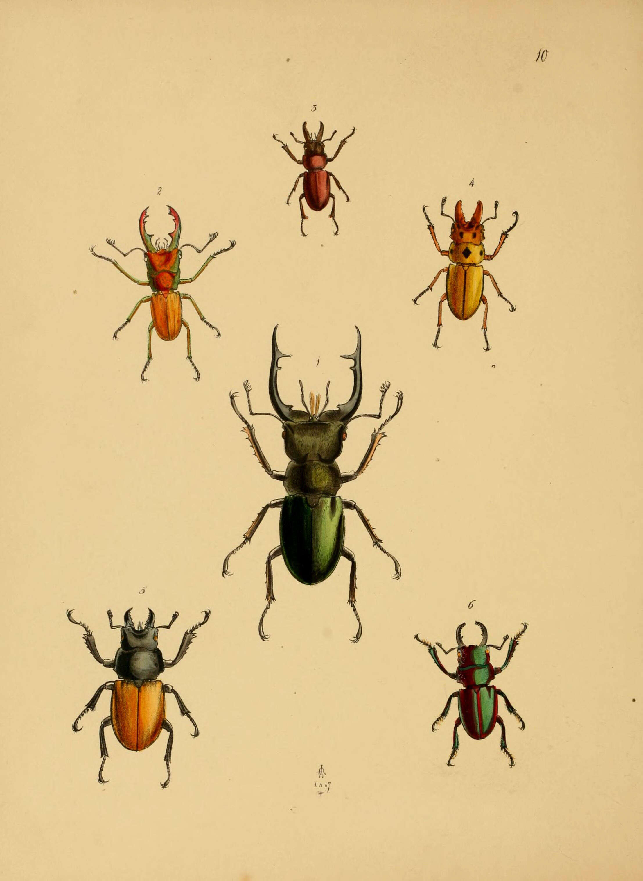 Image de Lucanus mearesii Hope 1842