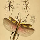 Image of Menexenus semiarmatus (Westwood 1848)