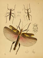 Image of Menexenus semiarmatus (Westwood 1848)
