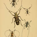 Image of Pseudomeges marmoratus (Westwood 1848)