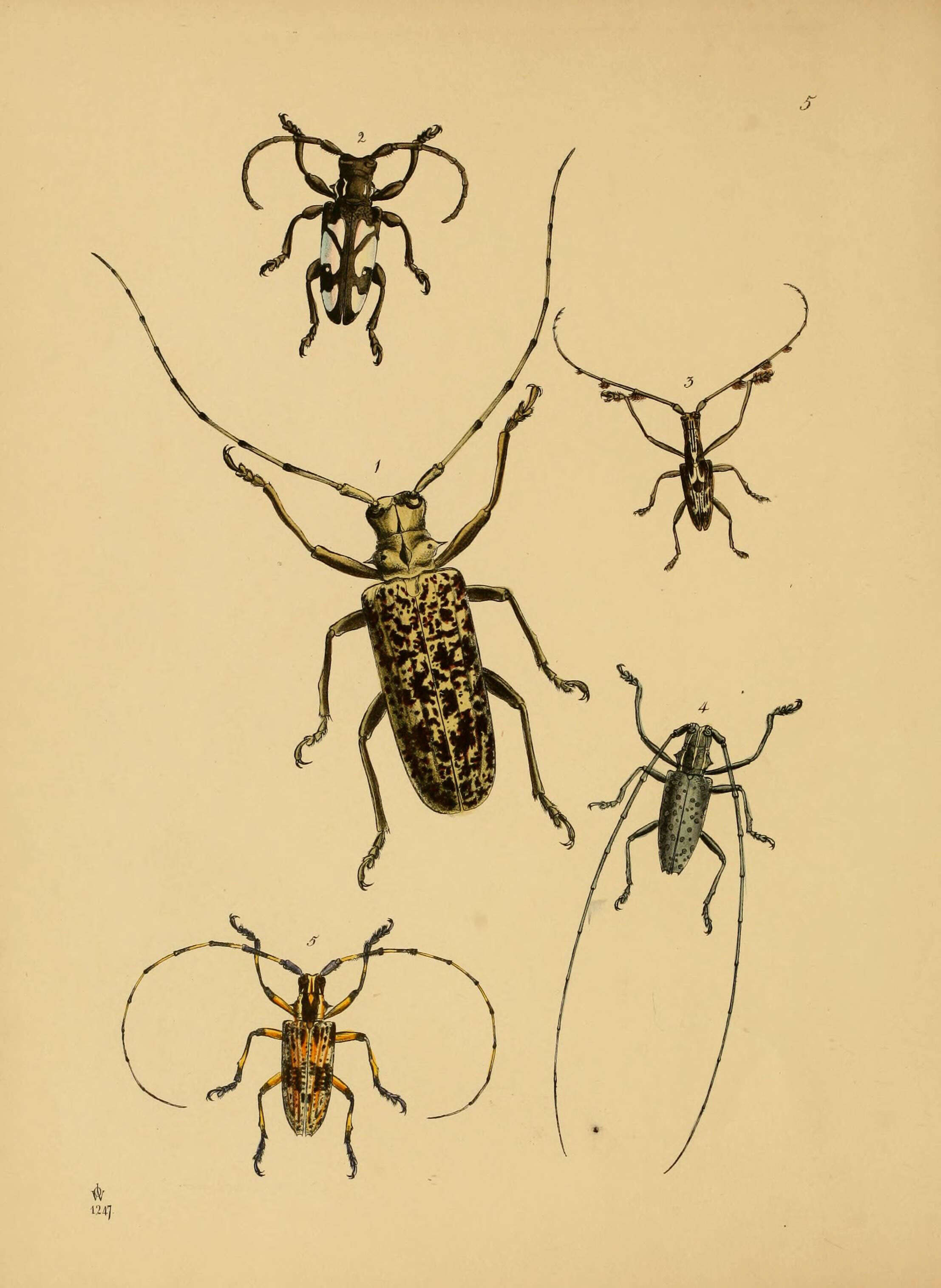 Image of Pseudomeges marmoratus (Westwood 1848)