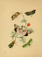 Image of Pyrops clavatus (Westwood 1839)