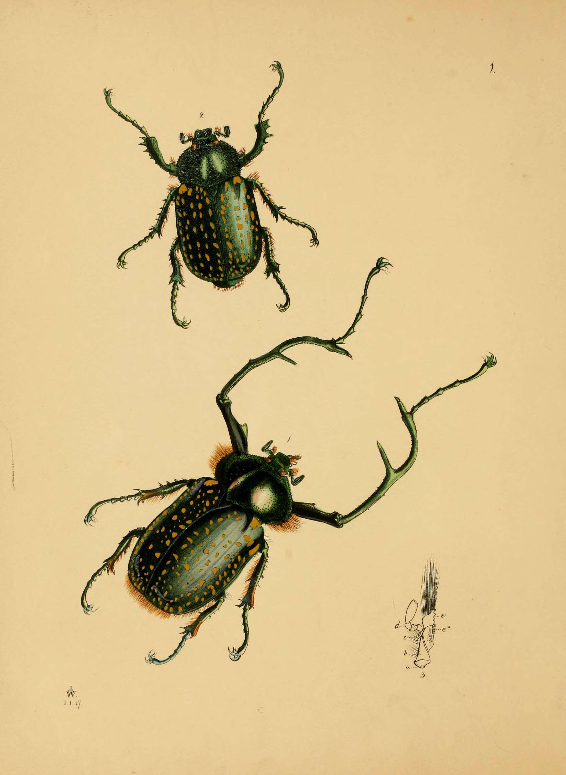 Image of Cheirotonus macleayi Hope 1840
