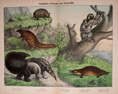 Image of "Anteaters, Armadillos, and Tree Sloths"