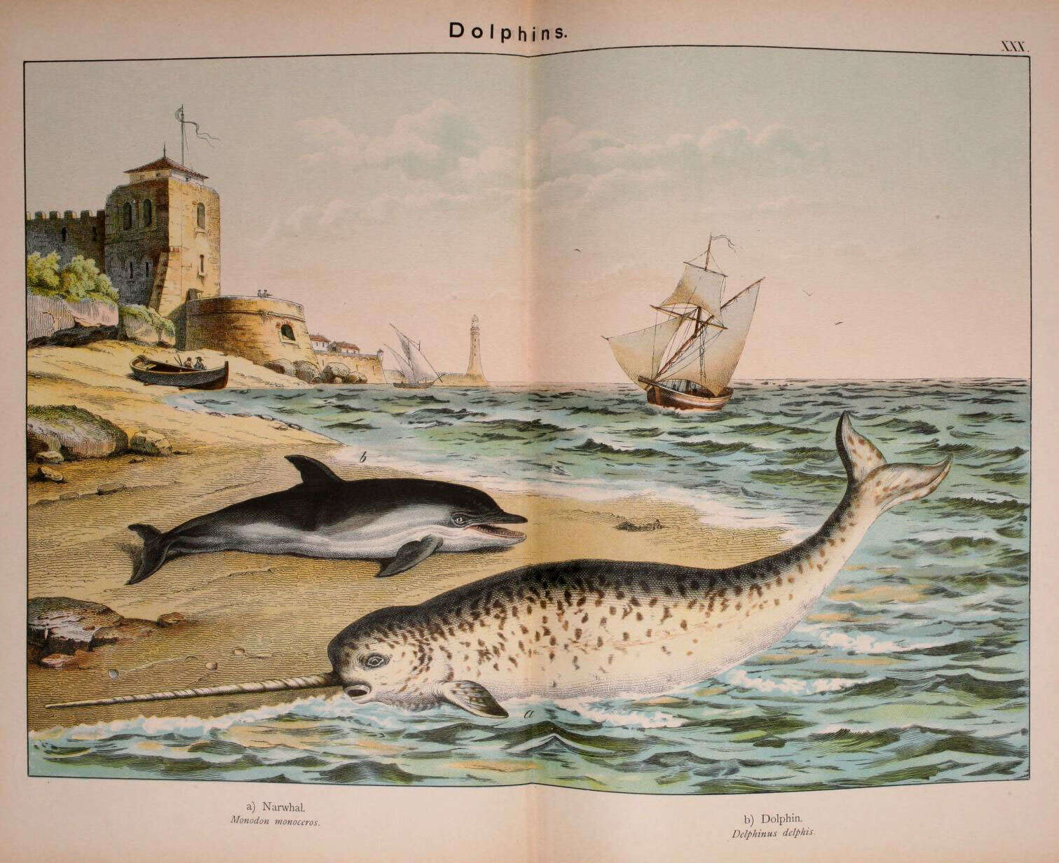 Image of narwhal