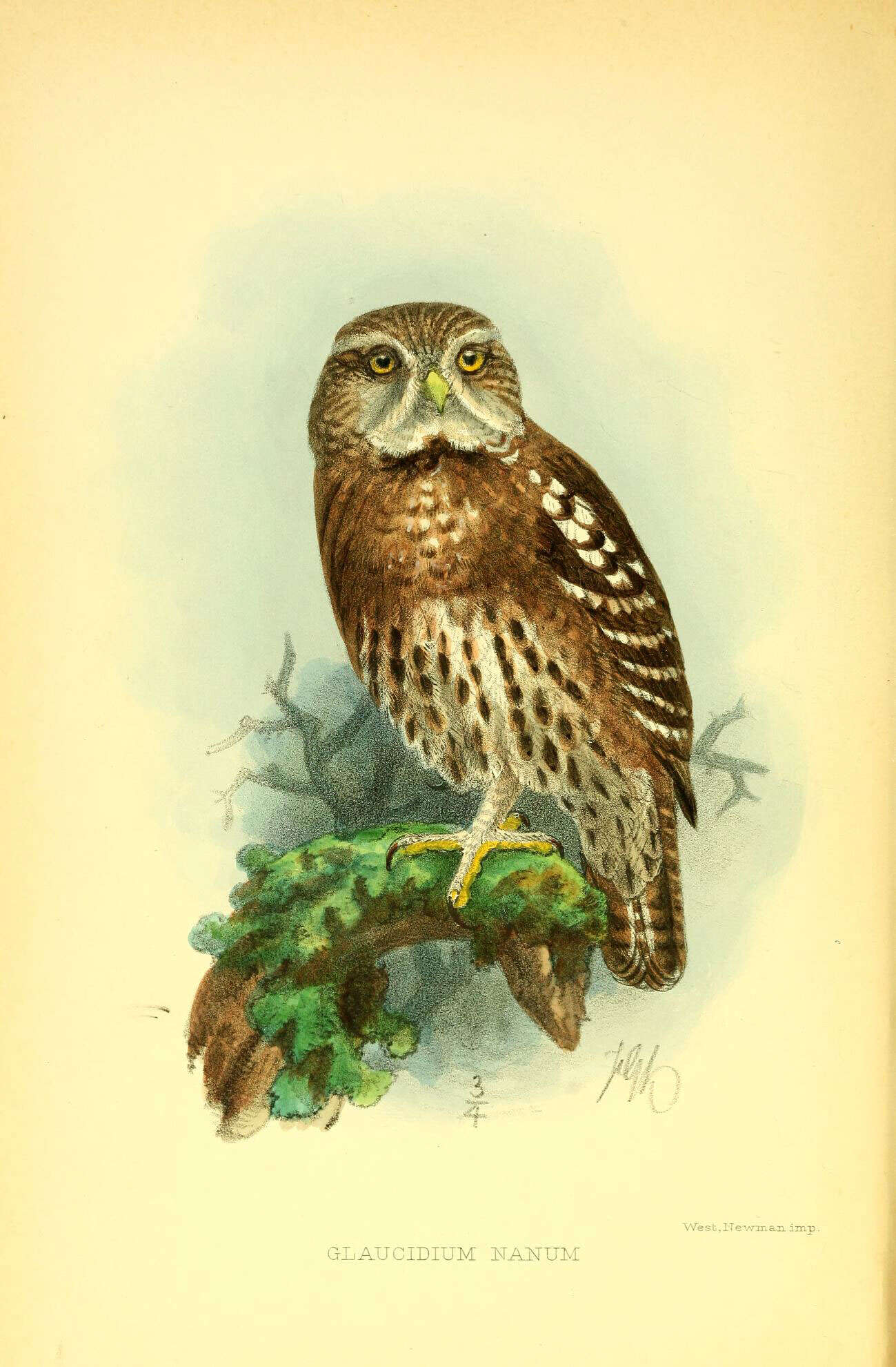 Image of Austral Pygmy Owl