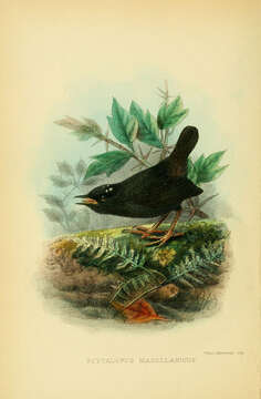 Image of Magellanic Tapaculo