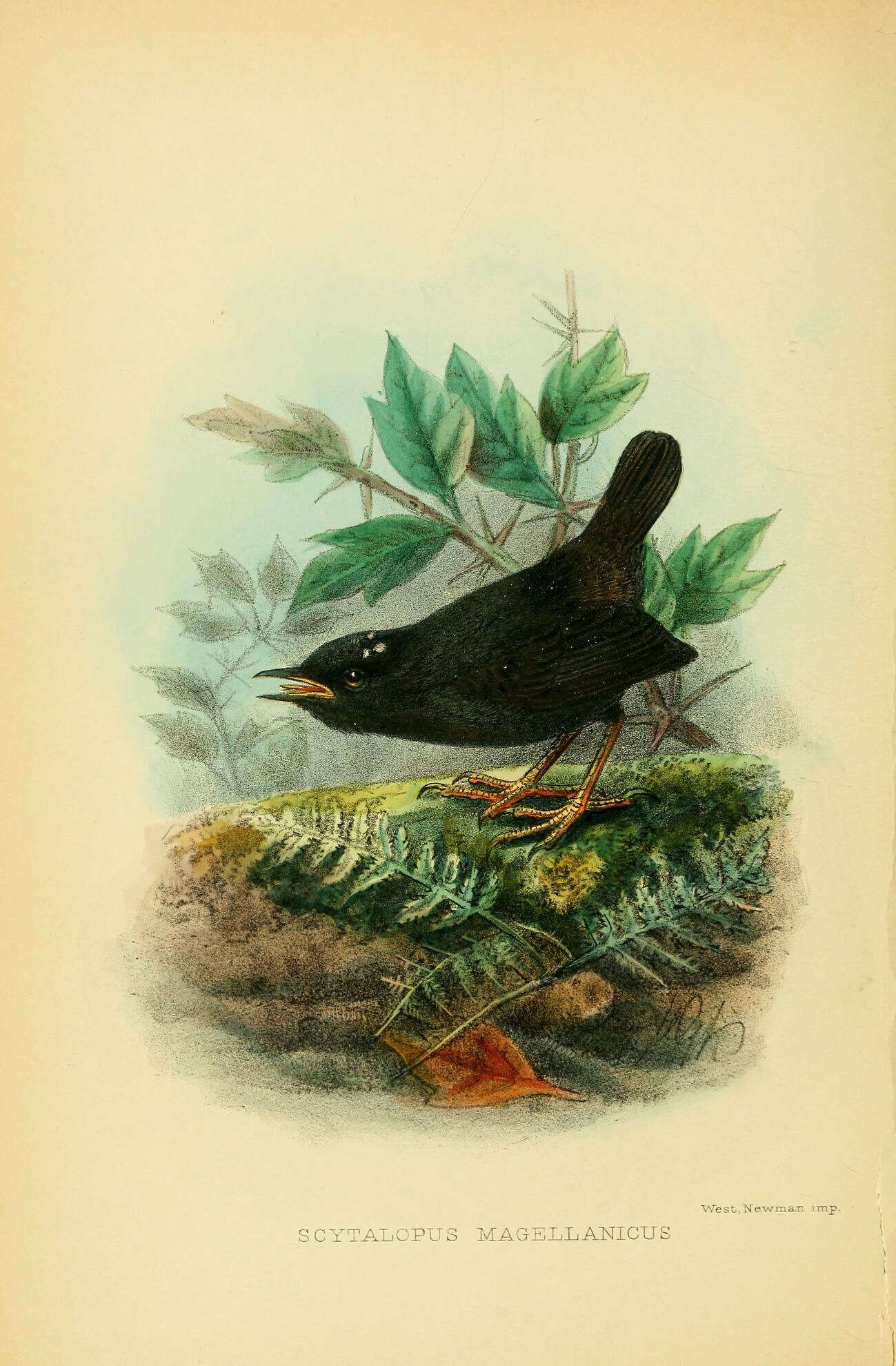 Image of Magellanic Tapaculo