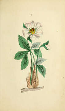 Image of black hellebore