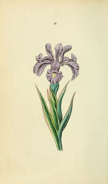 Image de Iris lutescens Lam.