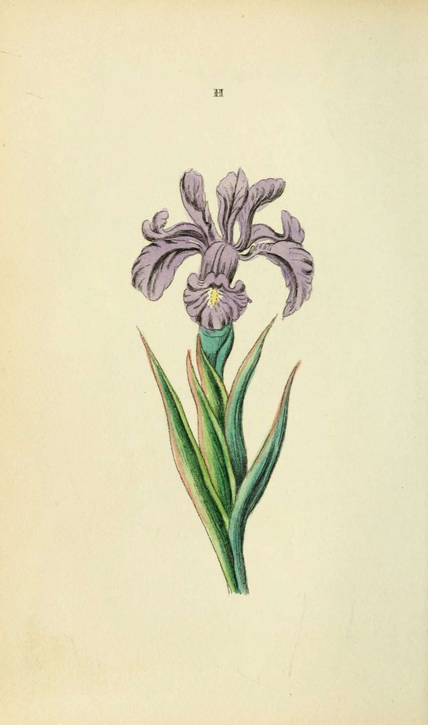 Image of Crimean iris