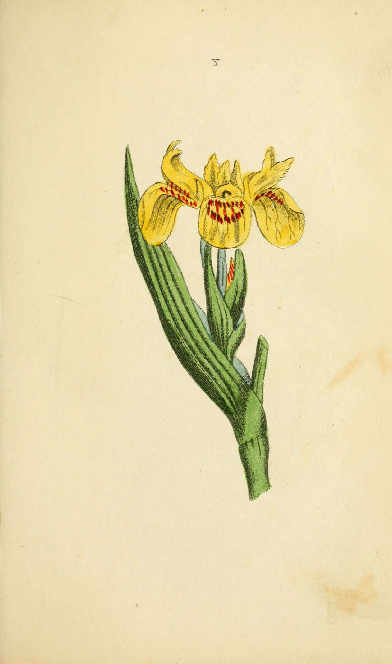 Image of yellow flag, yellow iris