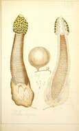 Image of Stinkhorn