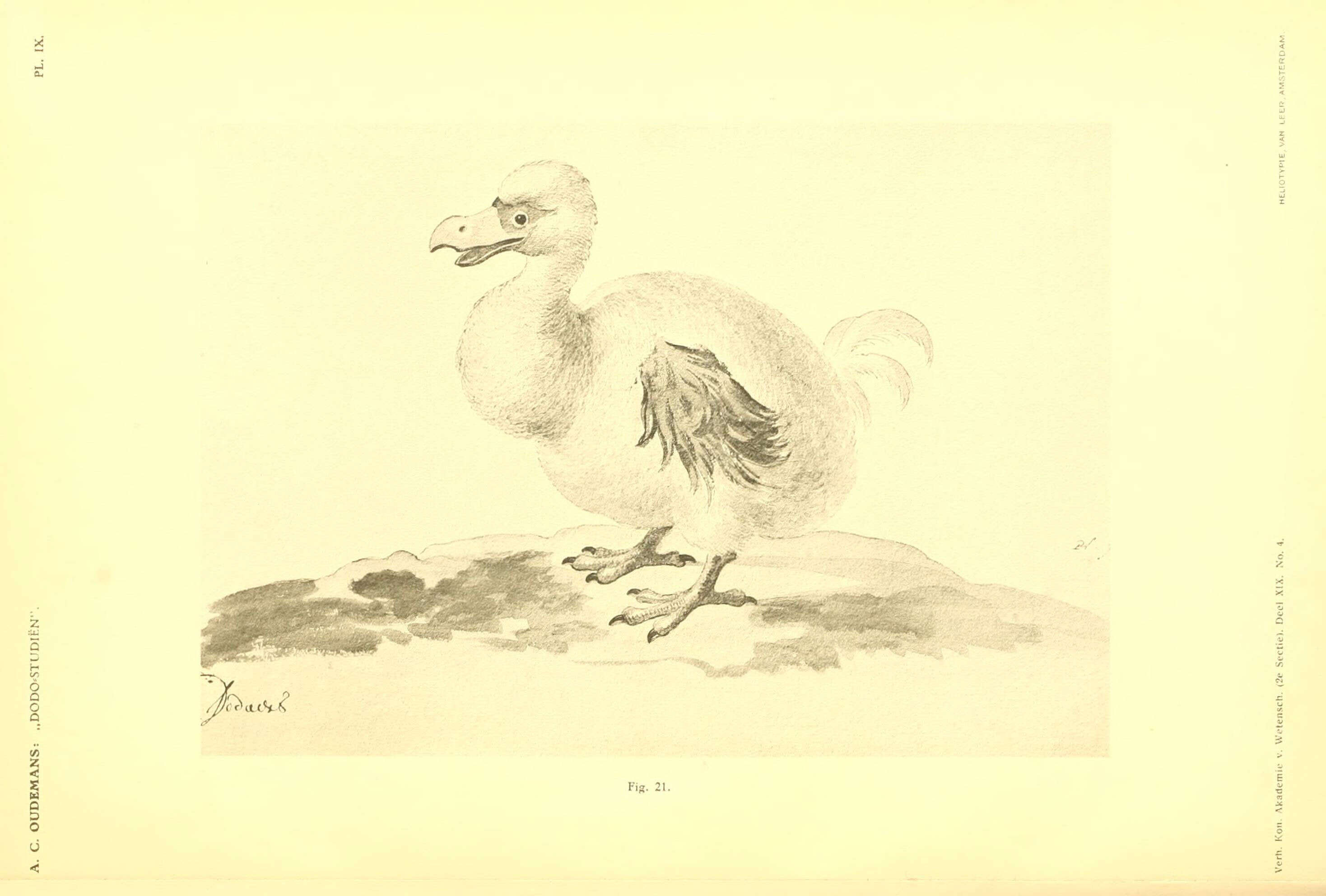 Image of Raphus Brisson 1760