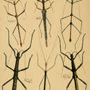 Image of Sosibia curtipes (Westwood 1848)