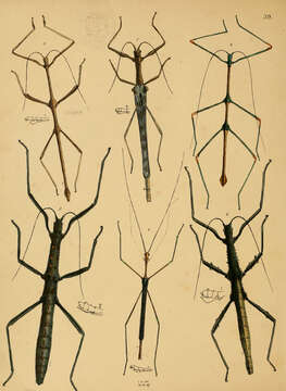 Image of Sosibia curtipes (Westwood 1848)