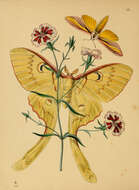 Image de Actias maenas (Doubleday 1847)