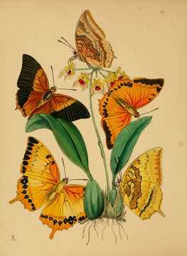 Image of Charaxes psaphon Westwood 1848