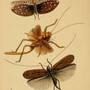 Image of Typhoptera quadrituberculata (Westwood 1848)