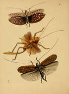 Image of Typhoptera quadrituberculata (Westwood 1848)