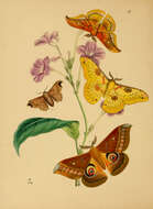 Image de Saturnia zuleika Hope 1843