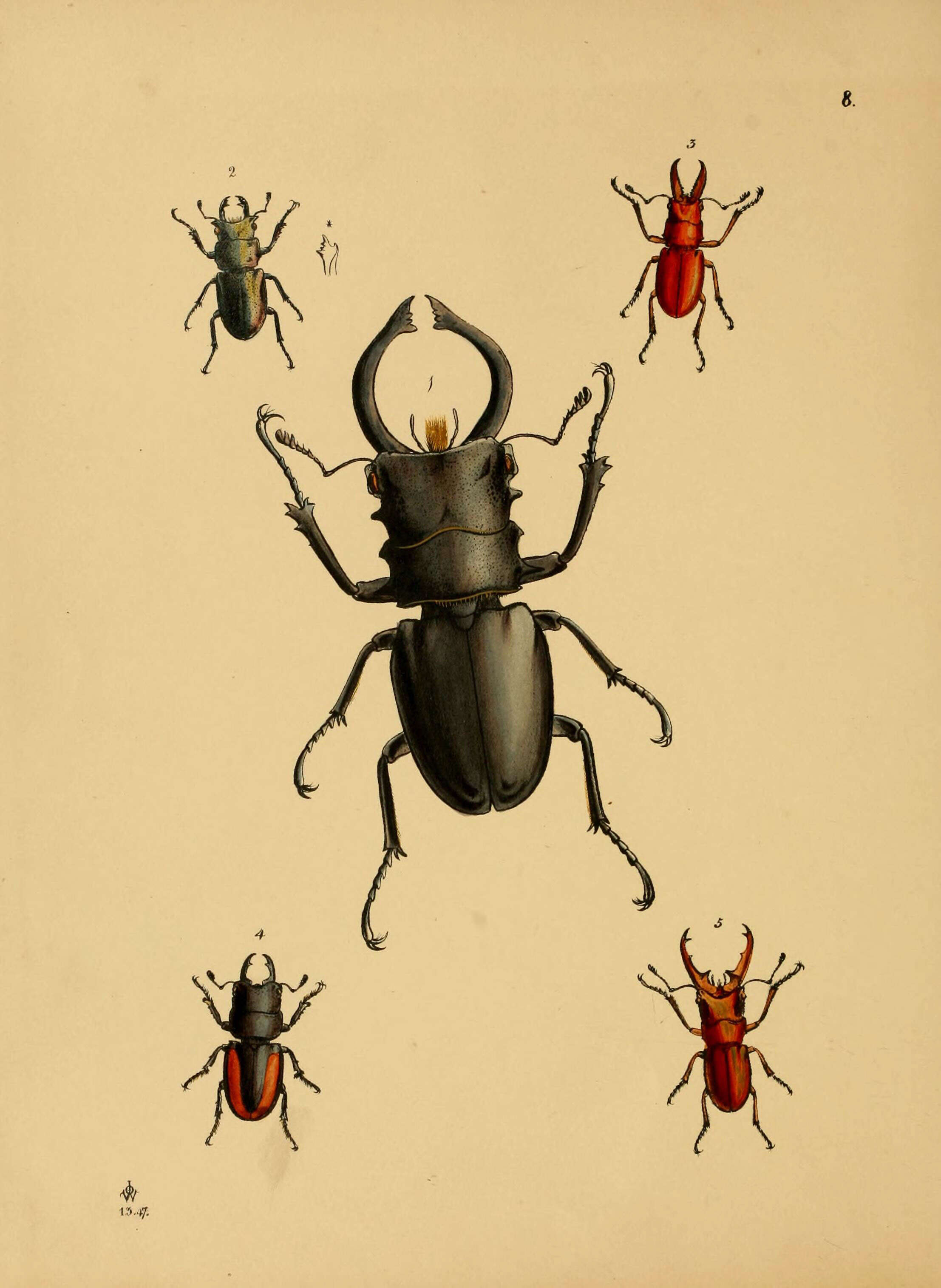 Image of Odontolabis alces (Fabricius 1775)