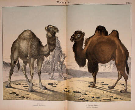 Image of Dromedary