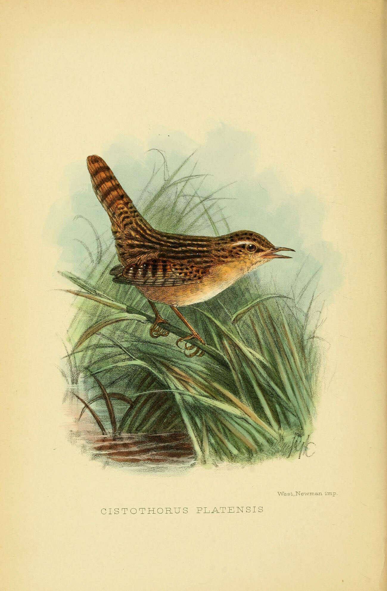 Image of Grass Wren