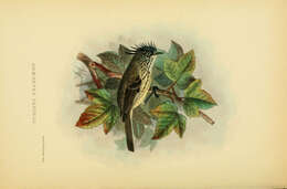 Image of Tufted Tit-Tyrant