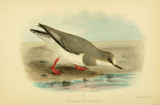 Image of Pluvianellus Gray & GR 1846