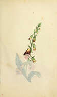 Imagem de Digitalis purpurea L.