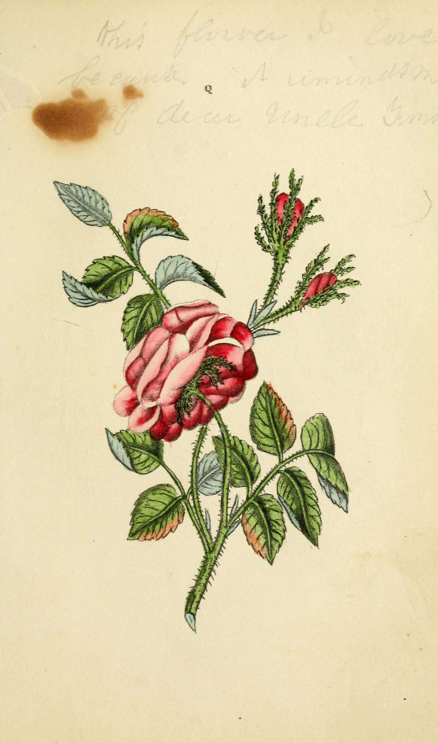 Image of cabbage rose