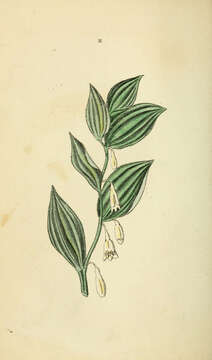 Image of Polygonatum odoratum var. odoratum