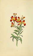 Image of wallflower