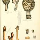 Image of morel