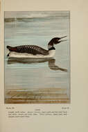 Image of loons