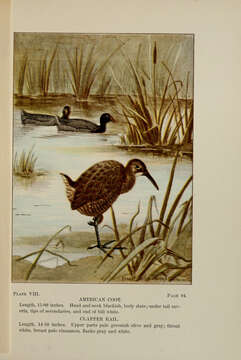 Image of Fulica Linnaeus 1758