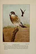 Image of American Kestrel