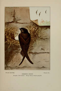 Image of Chimney Swift