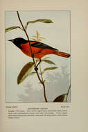 Image of Baltimore Oriole