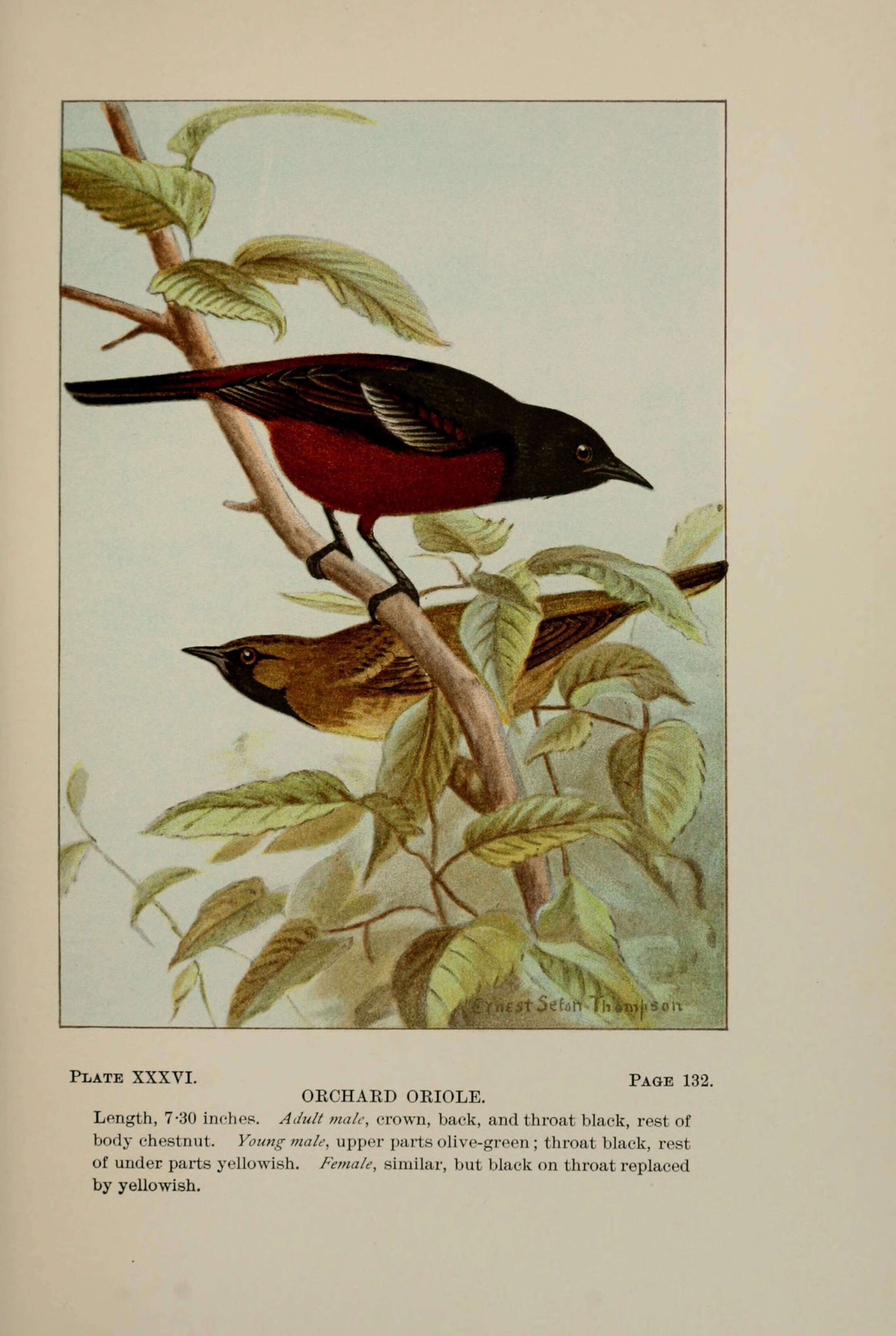 Image of Orchard Oriole