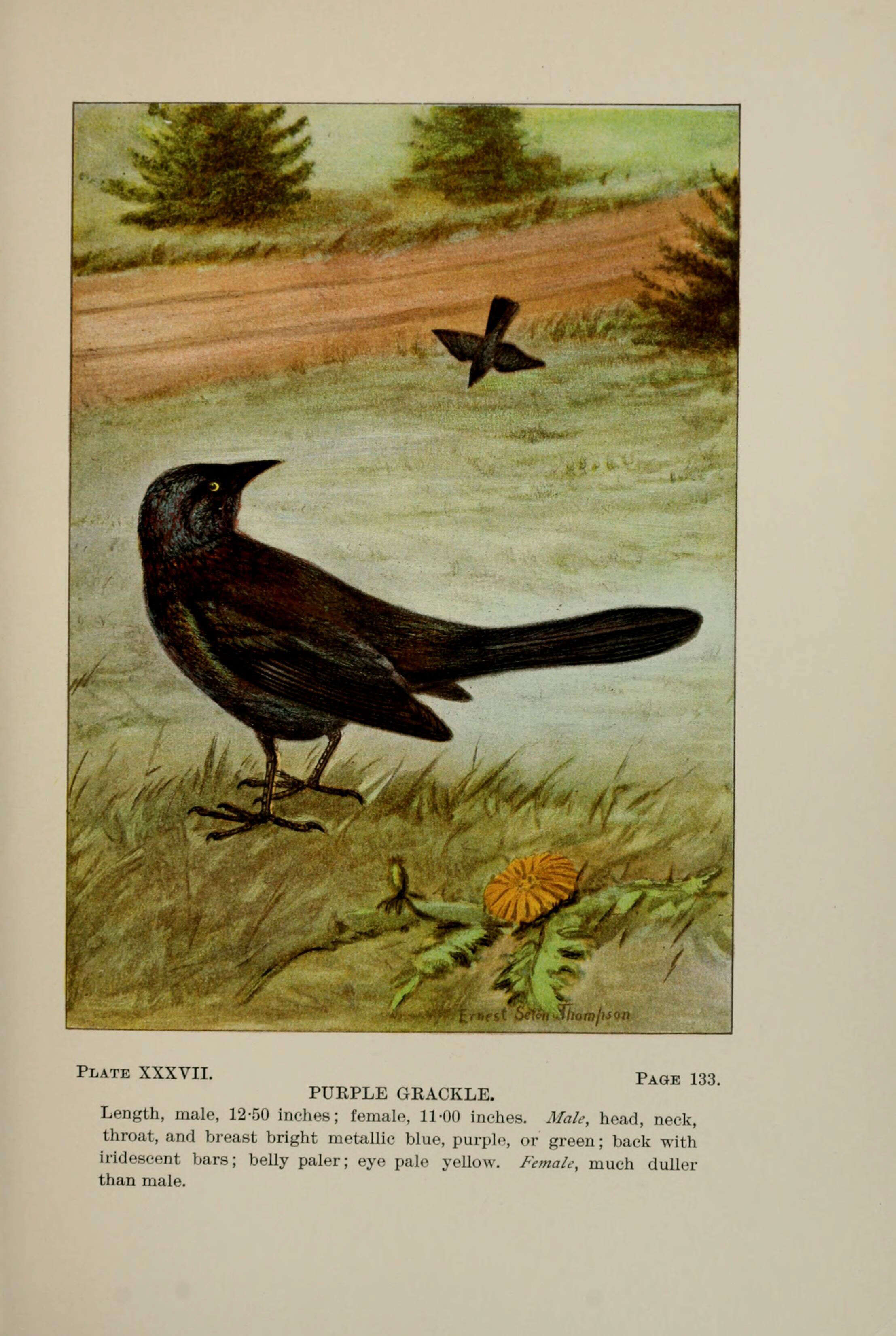 Image of Common Grackle