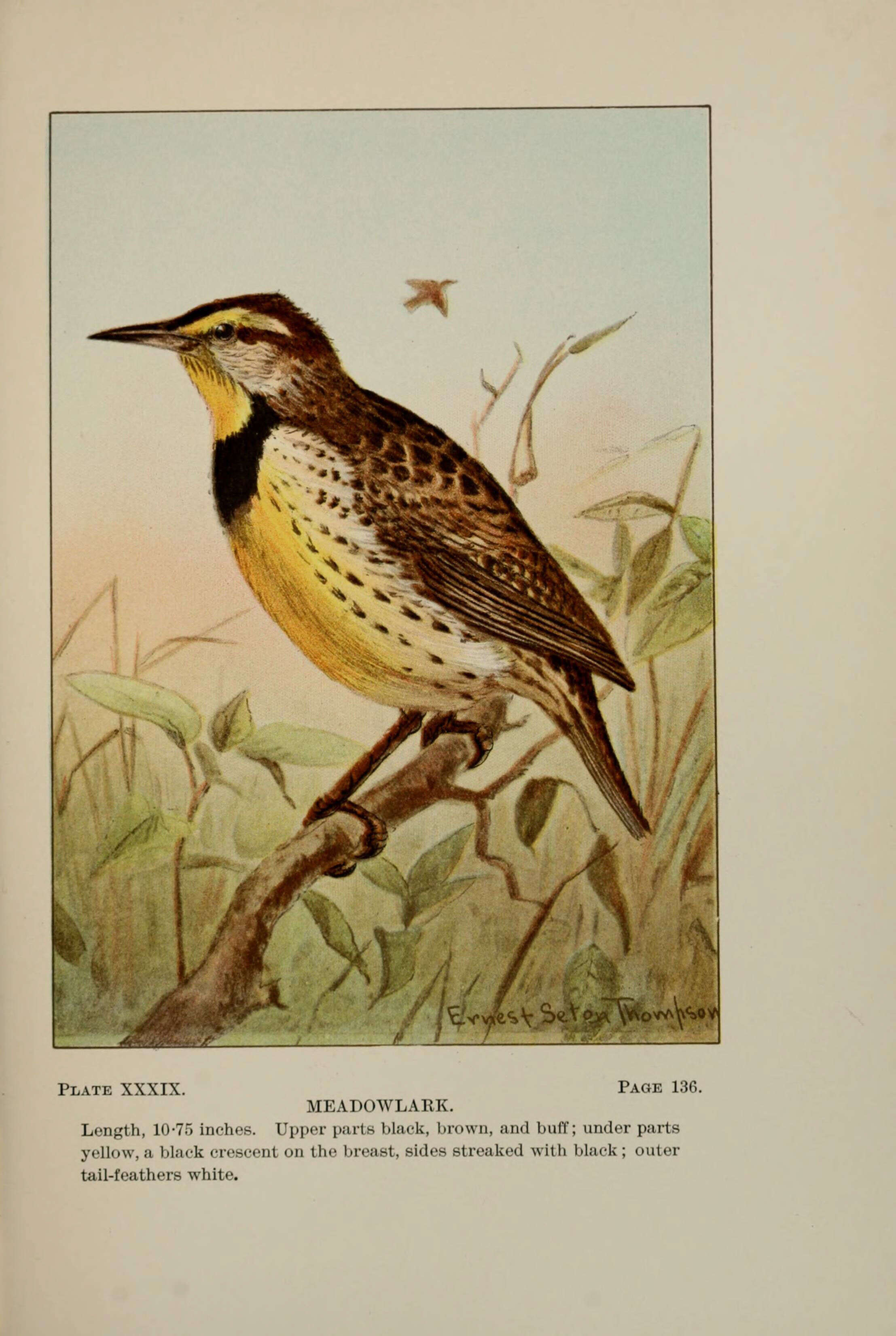 صورة Sturnella magna (Linnaeus 1758)