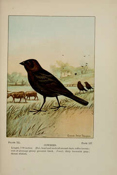 Image of Brown-headed Cowbird